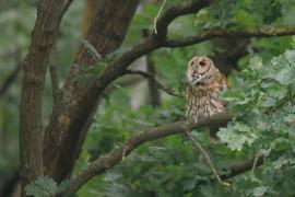 Puszczyk - Tawny Owl