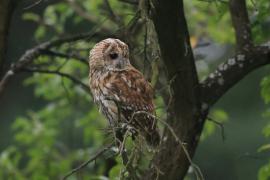 Puszczyk - Tawny Owl