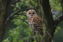 Puszczyk - Tawny Owl