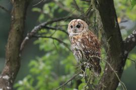 Puszczyk - Tawny Owl