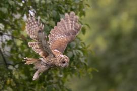 Puszczyk - Tawny Owl