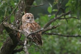 Puszczyk - Tawny Owl