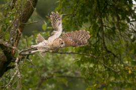 Puszczyk - Tawny Owl