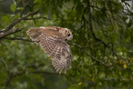 Puszczyk - Tawny Owl