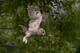 Puszczyk - Tawny Owl