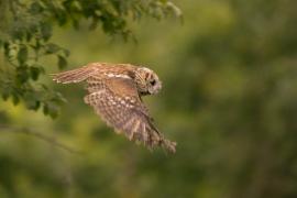 Puszczyk - Tawny Owl