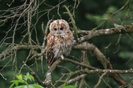 Puszczyk - Tawny Owl