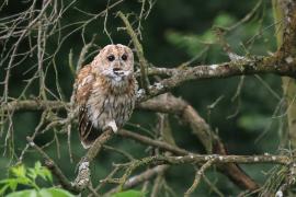 Puszczyk - Tawny Owl