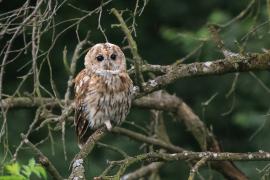Puszczyk - Tawny Owl