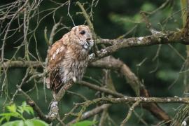 Puszczyk - Tawny Owl