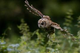 Puszczyk - Tawny Owl