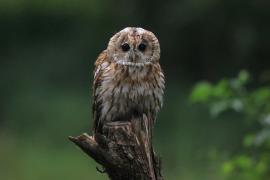 Puszczyk - Tawny Owl