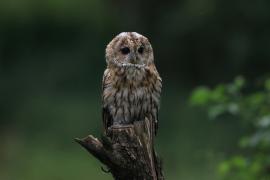 Puszczyk - Tawny Owl