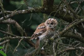 Puszczyk - Tawny Owl