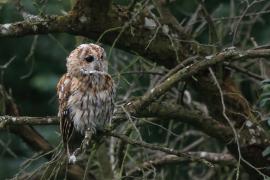 Puszczyk - Tawny Owl