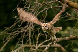 Puszczyk - Tawny Owl