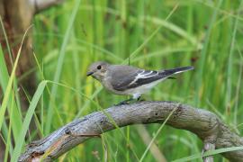Muchołówka żałobna - Pied Flycatcher