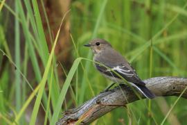 Muchołówka żałobna - Pied Flycatcher