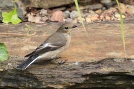 Muchołówka żałobna - Pied Flycatcher