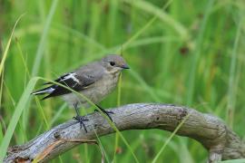 Muchołówka żałobna - Pied Flycatcher