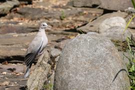 Sierpówka - Eurasian Collared Dove