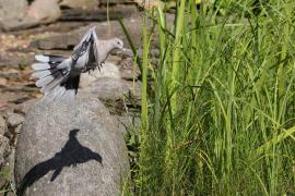 Sierpówka - Eurasian Collared Dove