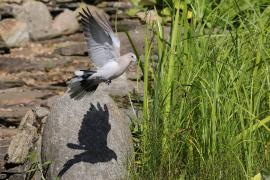Sierpówka - Eurasian Collared Dove