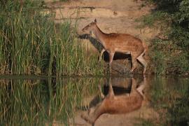 Jeleń szlachetny - Red deer