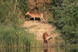 Jeleń szlachetny - Red deer