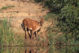 Jeleń szlachetny - Red deer