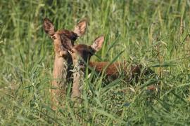 Jeleń szlachetny - Red deer