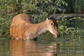 Jeleń szlachetny - Red deer