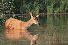 Jeleń szlachetny - Red deer