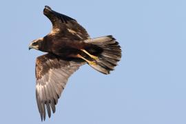 Błotniak stawowy - Western Marsh Harrier