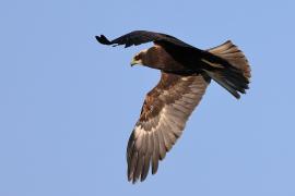 Błotniak stawowy - Western Marsh Harrier