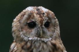 Puszczyk - Strix aluco - Tawny Owl