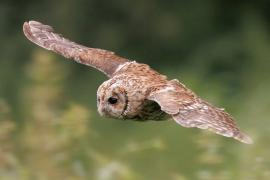 Puszczyk - Tawny Owl