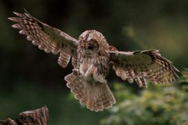 Puszczyk - Tawny Owl