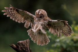 Puszczyk - Tawny Owl
