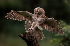 Puszczyk - Tawny Owl