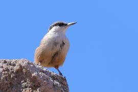 Kowalik skalny - Western Rock-Nuthatch