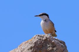 Kowalik skalny - Western Rock-Nuthatch