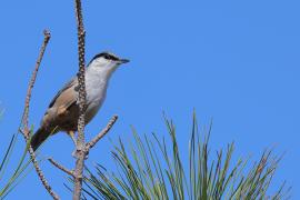 Kowalik skalny - Western Rock-Nuthatch