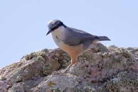 Kowalik skalny - Western Rock-Nuthatch