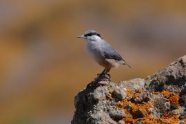 Kowalik skalny - Western Rock-Nuthatch