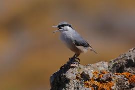 Kowalik skalny - Western Rock-Nuthatch