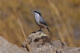 Kowalik skalny - Western Rock-Nuthatch