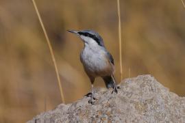 Kowalik skalny - Western Rock-Nuthatch