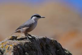 Kowalik skalny - Western Rock-Nuthatch