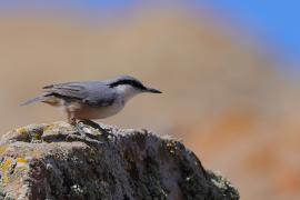 Kowalik skalny - Western Rock-Nuthatch